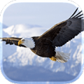 Eagle Live Wallpaper 6.2