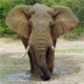 Elephant Gallery HD 1.3