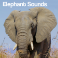 Elephant Sounds icon