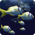 Fish Schooling 1.5