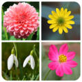 Flower Memory Game icon