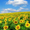flower wallpaper icon