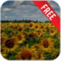 Flowers Reflection Free icon