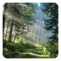 Forest Live Wallpaper 6.1