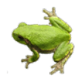 Frog Sounds icon