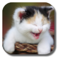 Funny Cat 2.2