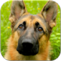 German Shepard Wallpapers icon