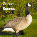 Goose Sounds icon