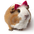 Guinea Pig icon