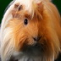 Guinea Pig Live Wallpaper icon