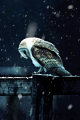 Hedwig Live Wallpaper 2.0