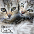 Hidden Cats icon