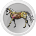Horse Anatomy icon