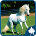 Horse Jigsaw Puzzles 1.9.0