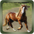 Horse Jumping Adventure icon