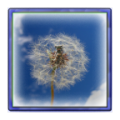 I Wish... icon