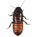 Infestation Free Live Wallpaper icon