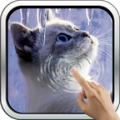 Interactive Kitten icon