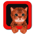 Cat Simulator 3D icon