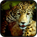 Jaguar Wallpapers icon