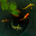 Koi Fish 3D icon
