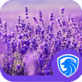 Lavender icon