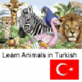 Learn Animals in Turkish icon