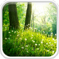 Forest Live Wallpaper 5.0