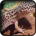 Lizard Wallpapers icon