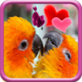 Love Birds Live Wallpaper 1.9