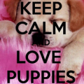 Love PUPPIES icon