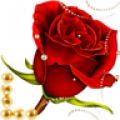 Lovely Rose Valetines Rose icon