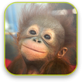 Monkey Video Wallpaper icon