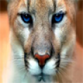 Mountain Lion Sounds icon