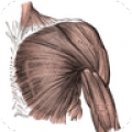 Muscle Atlas icon