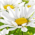 My Flower icon