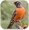 North American Birds Sounds 4.1