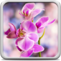 Orchid Live Wallpaper 22.0