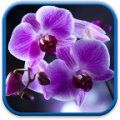 Orchids Live Wallpaper 1.0.7