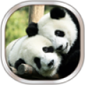 Panda Live Wallpaper icon