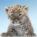 Panther Wild Cat icon