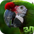 Parrot 3D Video Live Wallpaper 3.0