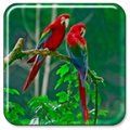 Parrot Live Wallpaper 1.10