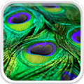 Peacock Feather Live Wallpaper icon