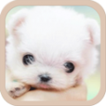 Pets Ringtones icon