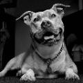PitBulls Wallpapers icon