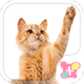Playful Cat icon