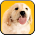 Puppy Licks Screen 2.0