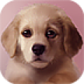 Puppy Lite icon