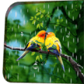 Rainy Bird Live Wallpaper 1.0